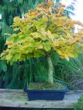 fagus bonsai aut 01.JPG